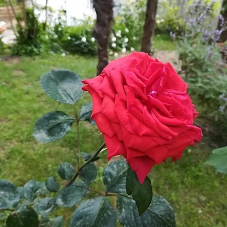L'ora Dorata Nyaraló *
