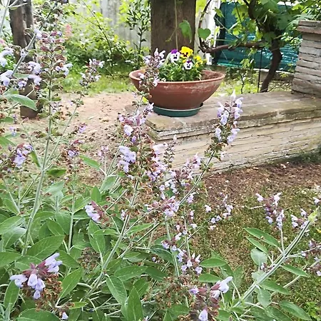 L'ora Dorata * Iesi