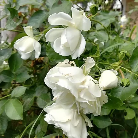 L'ora Dorata